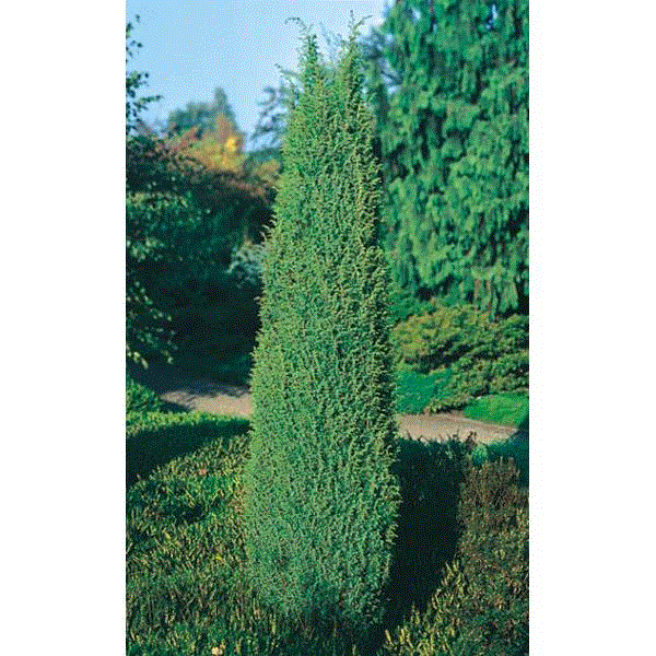 juniperus_hibernica.gif