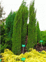 Juniperus-communis-Barmstedt.gif