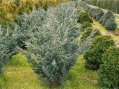 juniperus-squamata-meyeri
